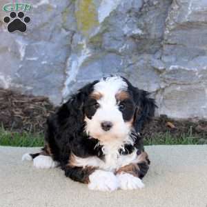 Emma, Mini Bernedoodle Puppy