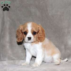 Emma, Cavalier King Charles Spaniel Puppy