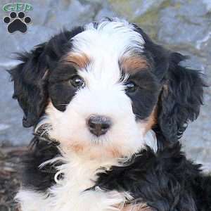 Emma, Mini Bernedoodle Puppy