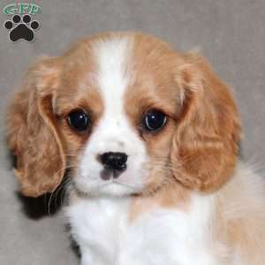 Emma, Cavalier King Charles Spaniel Puppy