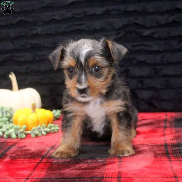 Emmett, Yorkie Puppy