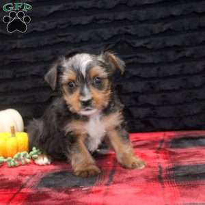 Emmett, Yorkie Puppy