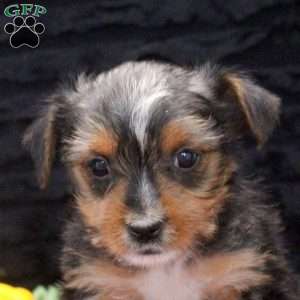 Emmett, Yorkie Puppy