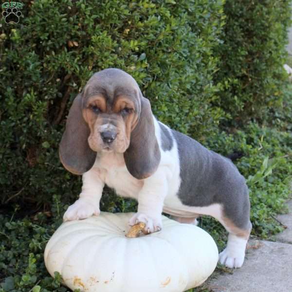 Emmie, Basset Hound Puppy