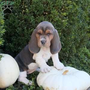Emmie, Basset Hound Puppy