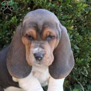 Emmie, Basset Hound Puppy