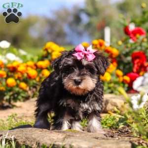 Emmy, Miniature Schnauzer Puppy