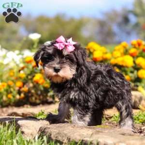 Emmy, Miniature Schnauzer Puppy