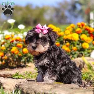Emmy, Miniature Schnauzer Puppy