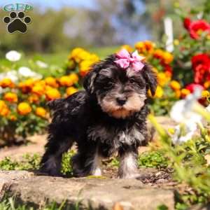 Emmy, Miniature Schnauzer Puppy