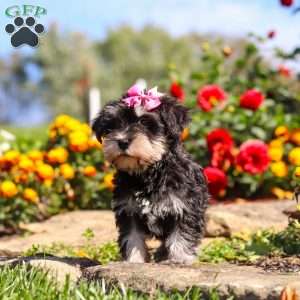 Emmy, Miniature Schnauzer Puppy