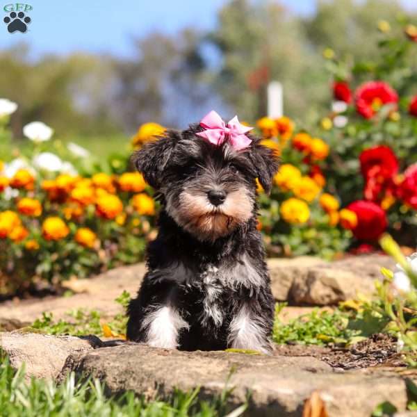Emmy, Miniature Schnauzer Puppy