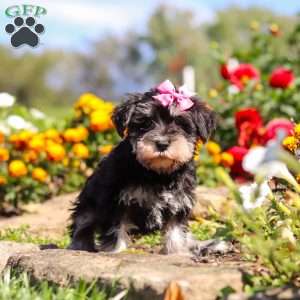 Emmy, Miniature Schnauzer Puppy