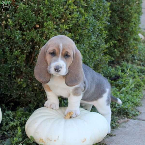 Emory, Basset Hound Puppy