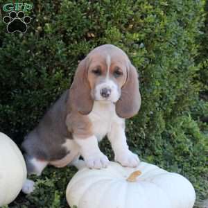 Emory, Basset Hound Puppy