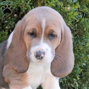 Emory, Basset Hound Puppy