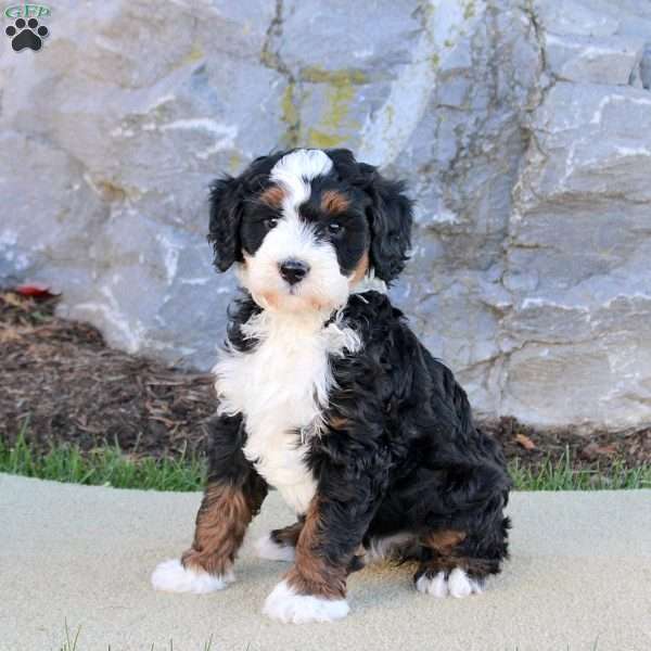 Enola, Mini Bernedoodle Puppy