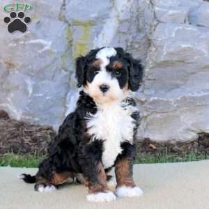Enola, Mini Bernedoodle Puppy