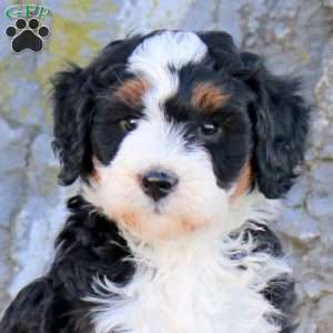 Enola, Mini Bernedoodle Puppy
