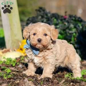 Enzo, Maltipoo Puppy