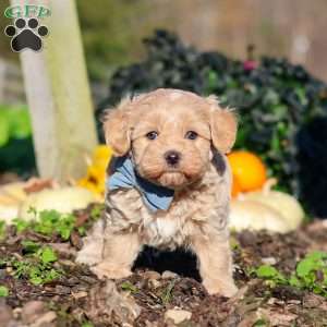 Enzo, Maltipoo Puppy