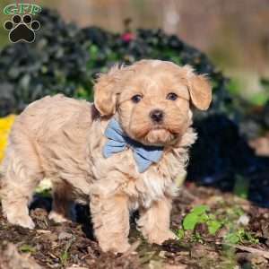 Enzo, Maltipoo Puppy