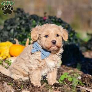 Enzo, Maltipoo Puppy
