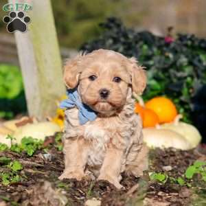 Enzo, Maltipoo Puppy