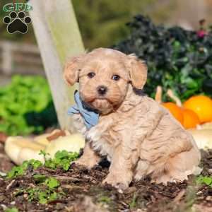 Enzo, Maltipoo Puppy