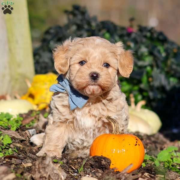 Enzo, Maltipoo Puppy
