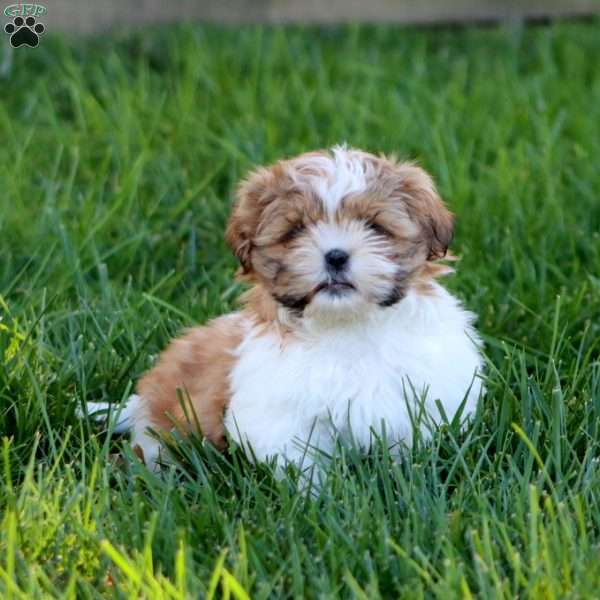 Eric, Shih Tzu Puppy