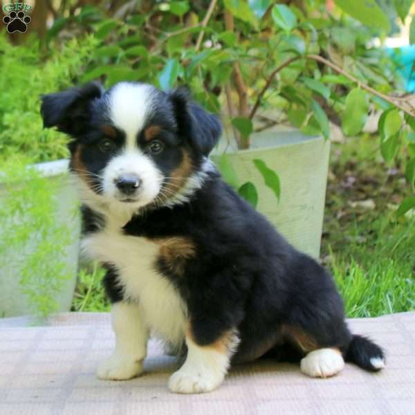 Eric, Miniature Australian Shepherd Puppy