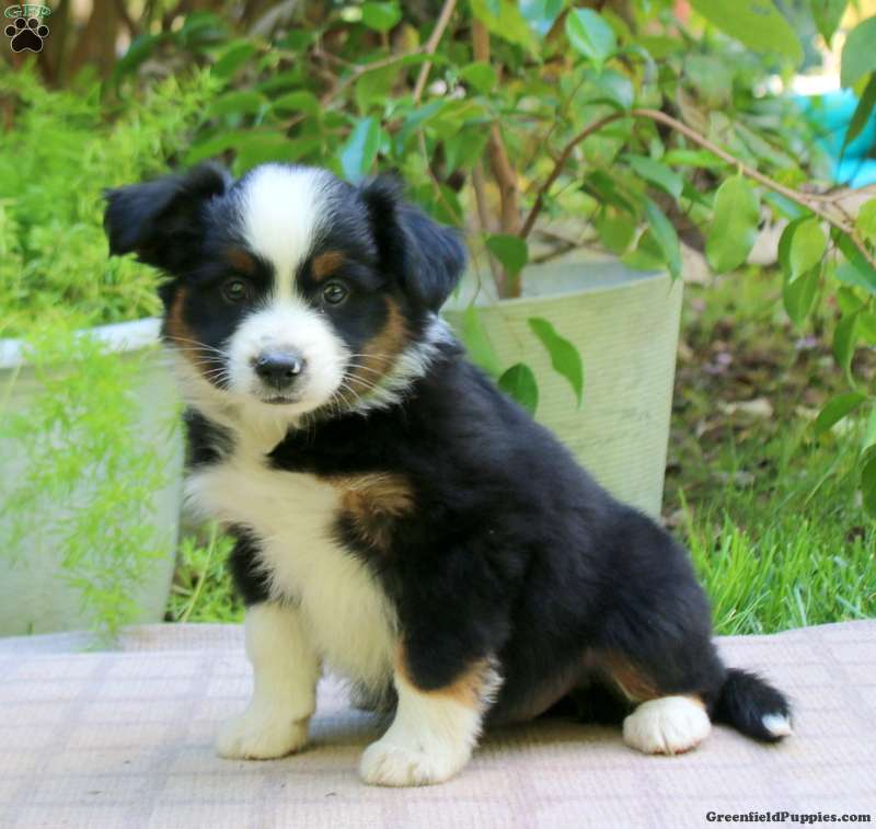 Eric (Miniature American Shepherd, Male) in Gap, PA