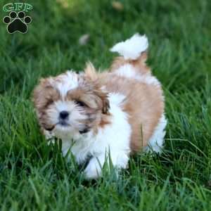 Eric, Shih Tzu Puppy