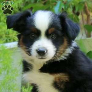 Eric, Miniature Australian Shepherd Puppy