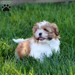 Eric, Shih Tzu Puppy