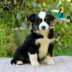 Eric, Miniature Australian Shepherd Puppy