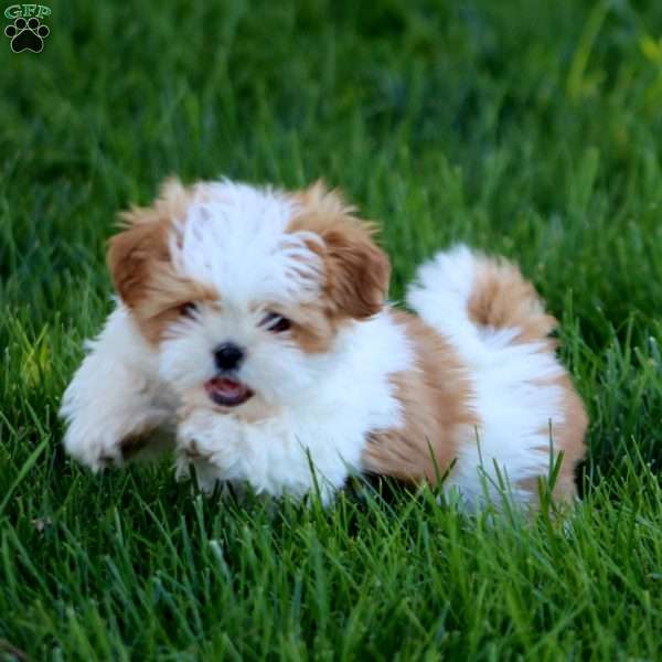 Ethan, Shih Tzu Puppy