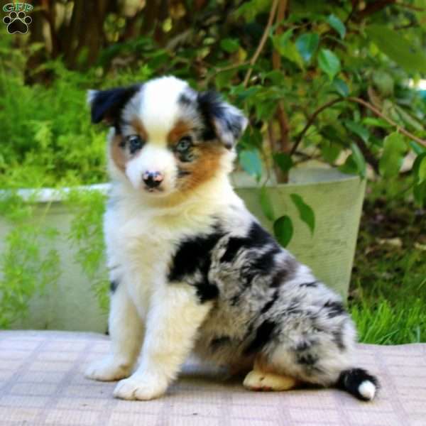 Ethan, Miniature Australian Shepherd Puppy
