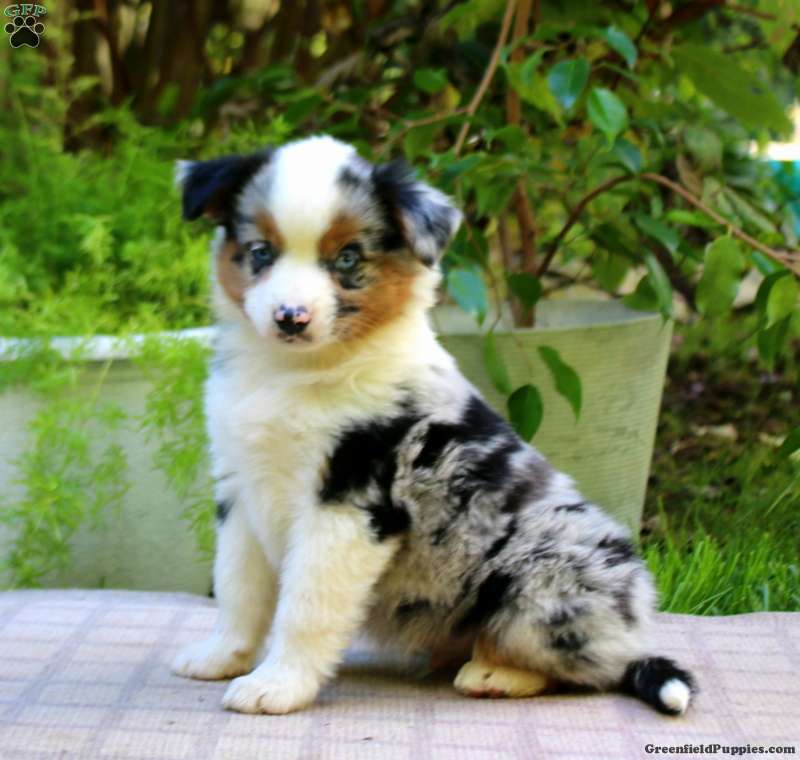 Ethan (Miniature American Shepherd, Male) in Gap, PA