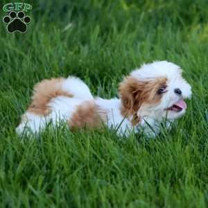 Ethan, Shih Tzu Puppy