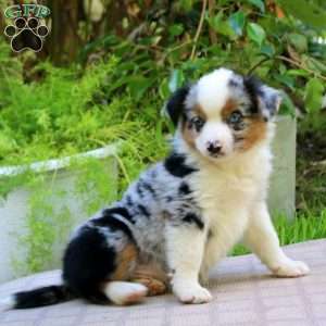 Ethan, Miniature Australian Shepherd Puppy