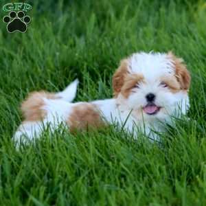 Ethan, Shih Tzu Puppy