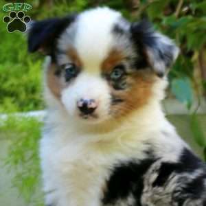 Ethan, Miniature Australian Shepherd Puppy