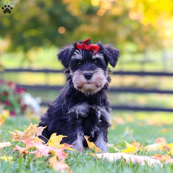 Eva, Miniature Schnauzer Puppy