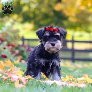 Eva, Miniature Schnauzer Puppy