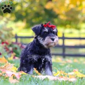 Eva, Miniature Schnauzer Puppy