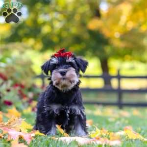 Eva, Miniature Schnauzer Puppy