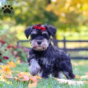 Eva, Miniature Schnauzer Puppy