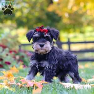 Eva, Miniature Schnauzer Puppy